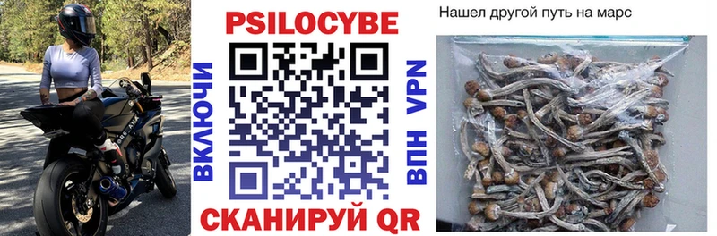 купить закладку Куса Псилоцибиновые грибы Psilocybe